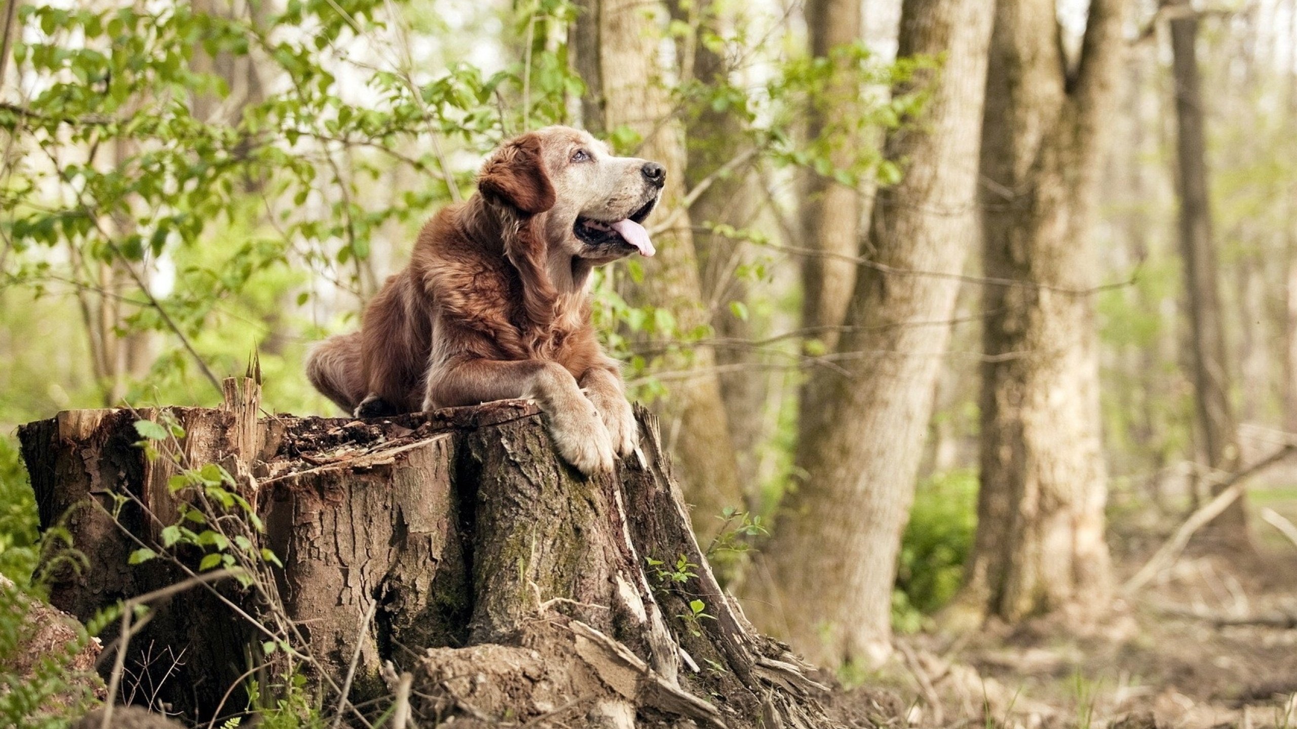 克罗地亚队再进欧洲杯八强，莫德里奇续写传奇，欧洲杯克罗地亚有莫德里奇吗