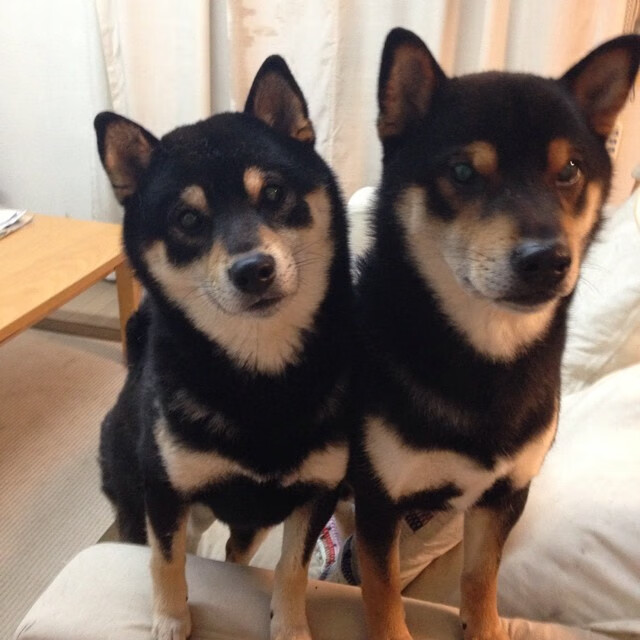 _运动员抗疫坚持:体育赛事背后的不屈精神_,疫情 运动员